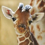 baby-giraffe-2-12641